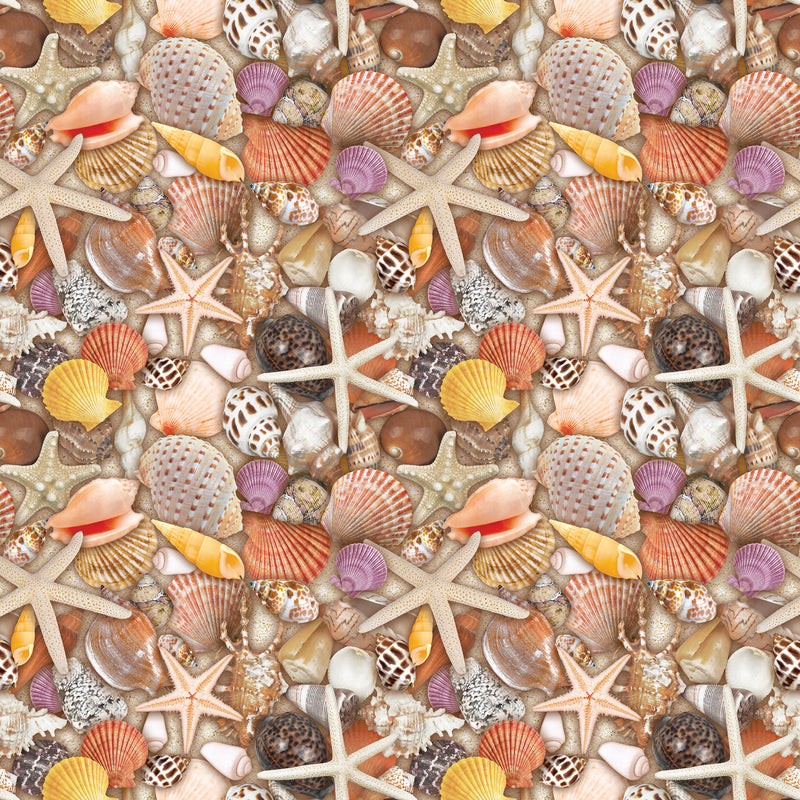 B336C Seashells
